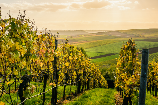 Afterwork Vins des Côtes de Meuse