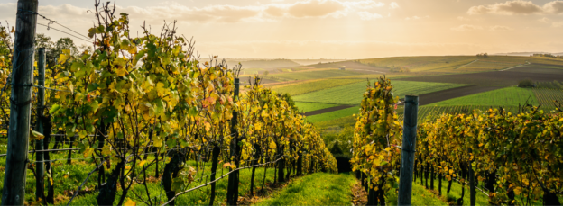 Afterwork Vins des Côtes de Meuse